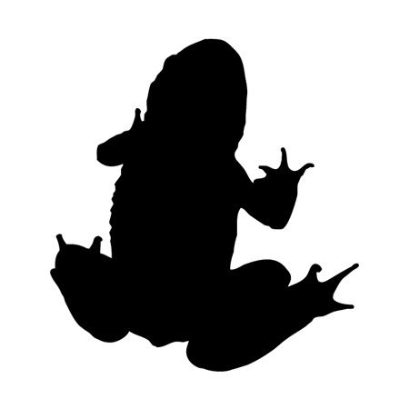 Frog Iron on Decal